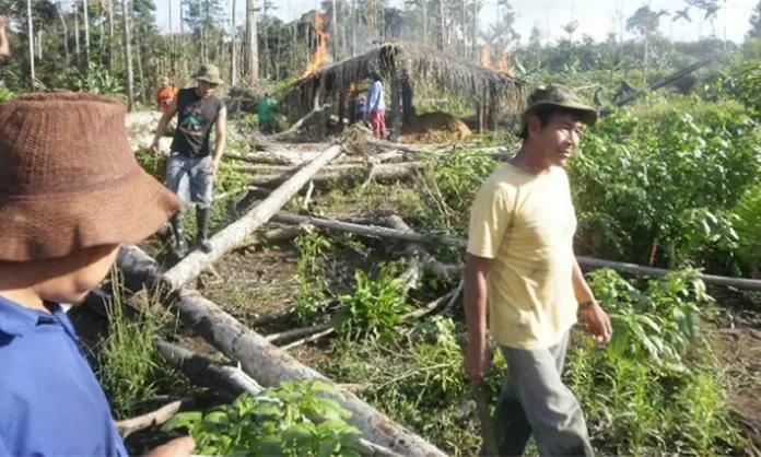 Ejecutivo Y Cocaleros Llegaron A Un Acuerdo Para Cambiar Sus Cultivos