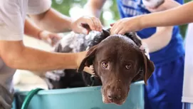 ¿Cómo saber si mi perro ha sido atropellado y cómo ayudarlo?