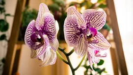 Plantas carnívoras: ¿cómo se alimentan y qué cuidados necesitan?
