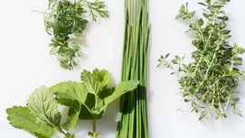 Plantas carnívoras: ¿cómo se alimentan y qué cuidados necesitan?