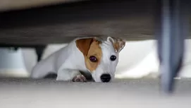 ¿Cuándo y por qué debes esterilizar a tu mascota?