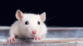 ¿Qué significa soñar con gatos? La verdadera explicación
