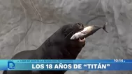 Los 18 años de Titán, el querido lobo de mar del zoológico de Huachipa