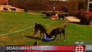 Piden ayuda para 42 perros que serán desalojados de local en Cieneguilla