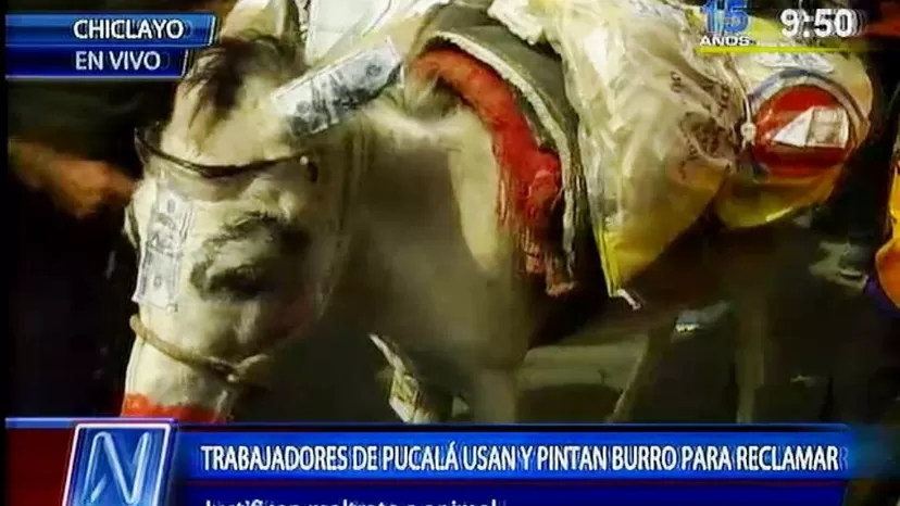 Animalistas lamentan abusos contra un burro durante manifestación en Chiclayo