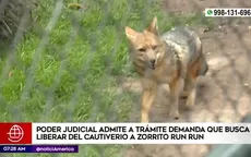 Admiten a trámite la demanda que busca liberar del cautiverio a zorro Run Run - Noticias de zorro-run-run