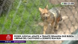 Admiten a trámite la demanda que busca liberar del cautiverio a zorro Run Run