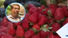 Advierten altos índices de pesticidas en fresas
