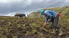 Agro Rural sobre quinta compra de urea: "Ya no tiene sentido"