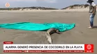 Alarma por cocodrilo que llegó a la orilla de playa en Tumbes