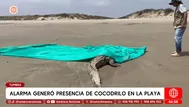 Alarma por cocodrilo que llegó a la orilla de playa en Tumbes