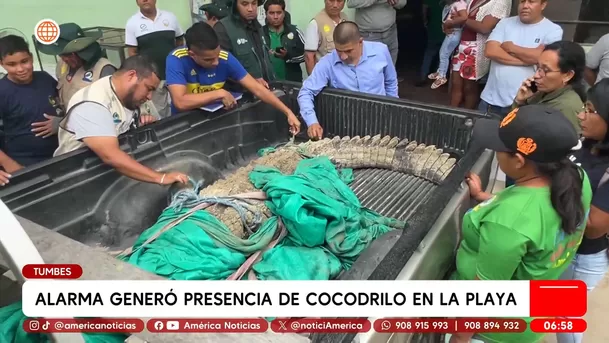 Alarma por cocodrilo que llegó a la orilla de playa en Tumbes. Foto: América Noticias Alarma por cocodrilo que llegó a la orilla de playa en Tumbes. Foto: América Noticias