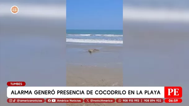 Alarma por cocodrilo que llegó a la orilla de playa en Tumbes. Foto: América Noticias Alarma por cocodrilo que llegó a la orilla de playa en Tumbes. Foto: América Noticias