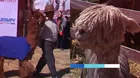 La alpaca: competencia internacional de criadores en Cusco