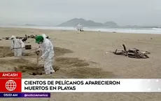 Áncash: Cientos de pelícanos aparecieron muertos en playas - Noticias de pelicanos-muertos