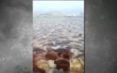 Áncash: Masiva aparición de medusas sorprende a pescadores - Noticias de ancash