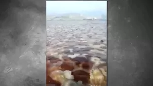 Medusas en el mar de Áncash (Foto y video: América Noticias)