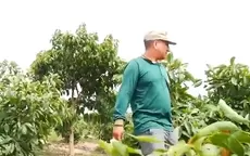 Productores de palta y mango en crisis por sequía en Áncash - Noticias de ancash