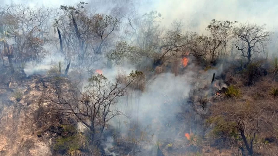 Incendio forestal consumió más de 40 hectáreas de pino en Andahuaylas