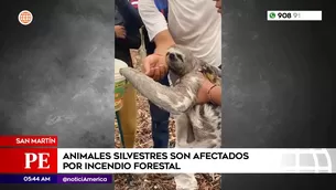 Animales afectados por incendios forestales. Foto y video: América Noticias