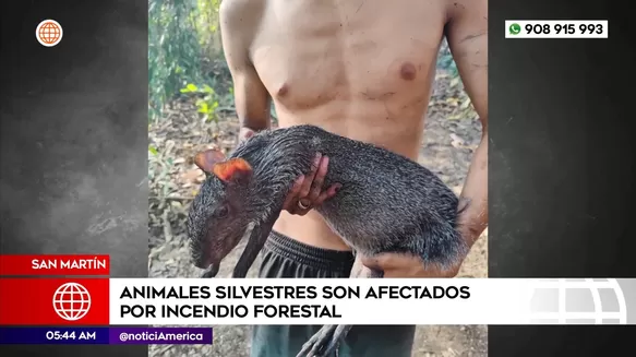 Animales afectados por incendios forestales. Foto: América Noticias