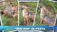 El año de Run Run