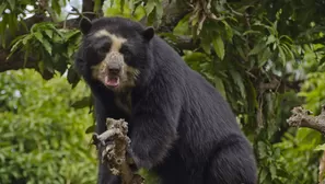 Oso andino.