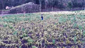 Campos de cultivo afectados por heladas. Foto: Andina