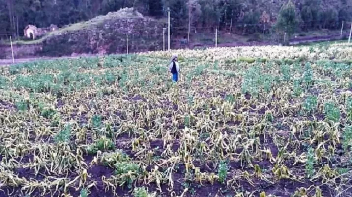 Campos de cultivo afectados por heladas. Foto: Andina Campos de cultivo afectados por heladas. Foto: Andina