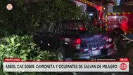 Árbol cae sobre camioneta y ocupantes se salvan en Miraflores