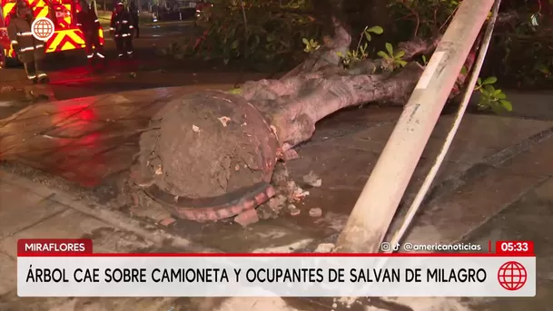 Árbol cae sobre camioneta y ocupantes se salvan de milagro en Miraflores. Foto: América Noticias Árbol cae sobre camioneta y ocupantes se salvan de milagro en Miraflores. Foto: América Noticias