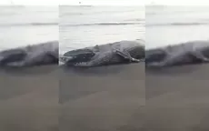 Arequipa: hallan a ballena varada en la playa - Noticias de ballena-jorobada