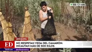 Pescadores artesanales tenían preparados los camarones pese a la veda / Fuente: América Noticias