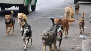 Se detectaron siete casos de rabia canina en Arequipa / Video: América Noticias