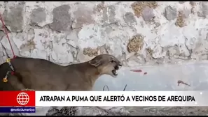 Puma murió en Arequipa.