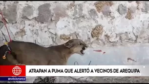 Puma murió en Arequipa.