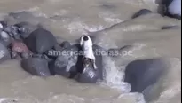 Luego de varios minutos de agonía, el can pudo ser rescatado / Foto: América Noticias