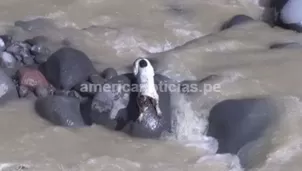 Luego de varios minutos de agonía, el can pudo ser rescatado / Foto: América Noticias