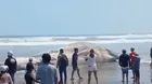 Arequipa: Restos de ballena varada en playa de Camaná