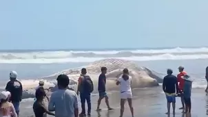 Ballena varada en playa de Arequipa. Foto y video: Canal N