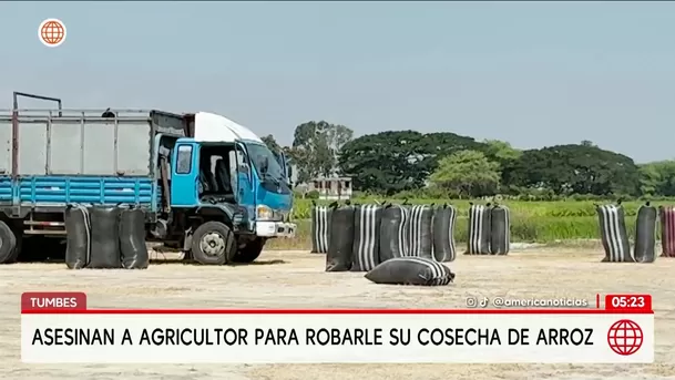 Asesinan a agricultor para robarle su cosecha de arroz en Tumbes. Foto: América Noticias Asesinan a agricultor para robarle su cosecha de arroz en Tumbes. Foto: América Noticias
