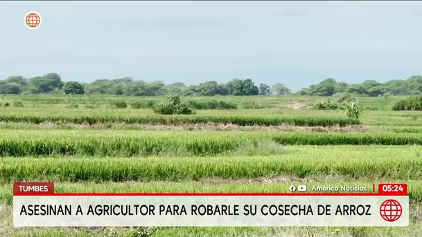 Asesinan a agricultor para robarle su cosecha de arroz en Tumbes. Foto: América Noticias Asesinan a agricultor para robarle su cosecha de arroz en Tumbes. Foto: América Noticias