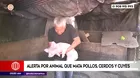 Ate: Alerta por un animal que mata pollos, cerdos y cuyes