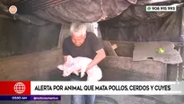 Alerta en Ate por animal que mata pollos, cerdos y cuyes. Foto y video: América Noticias