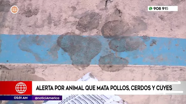 Alerta en Ate por animal que mata pollos, cerdos y cuyes. Foto: América Noticias