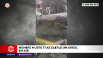 Hombre murió tras caerle un árbol en Ate. Foto y video: América Noticias