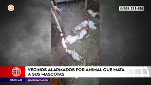 Buscan a animal que mata a mascotas en Ate. Foto y video: América Noticias