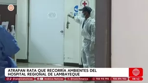 Atrapan a rata que recorría ambientes del Hospital Regional de Lambayeque. Foto y video: América Noticias