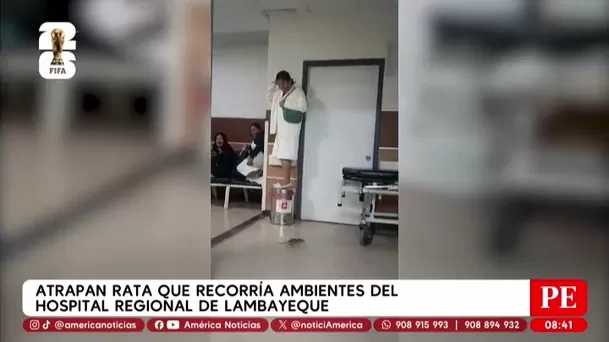 Atrapan a rata que recorría ambientes del Hospital Regional de Lambayeque. Foto: América Noticias