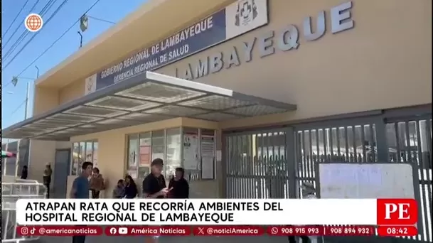 Atrapan a rata que recorría ambientes del Hospital Regional de Lambayeque. Foto: América Noticias